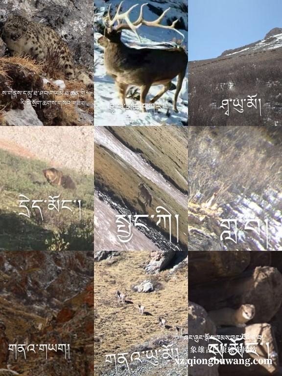 1516427068568974.jpg QQ图片20180120203932.jpg