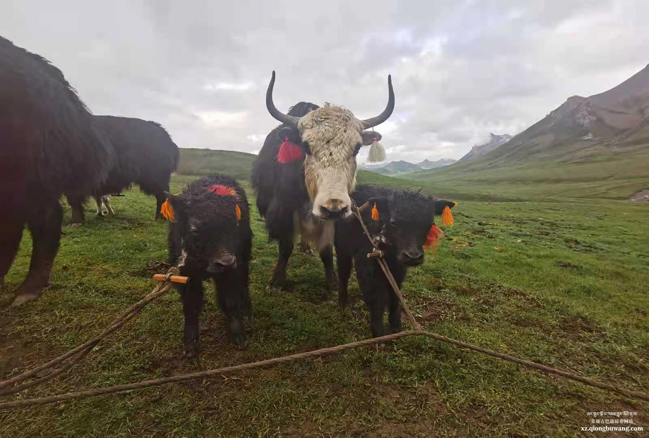 1625452173452366.jpg 1625452173452366.jpg