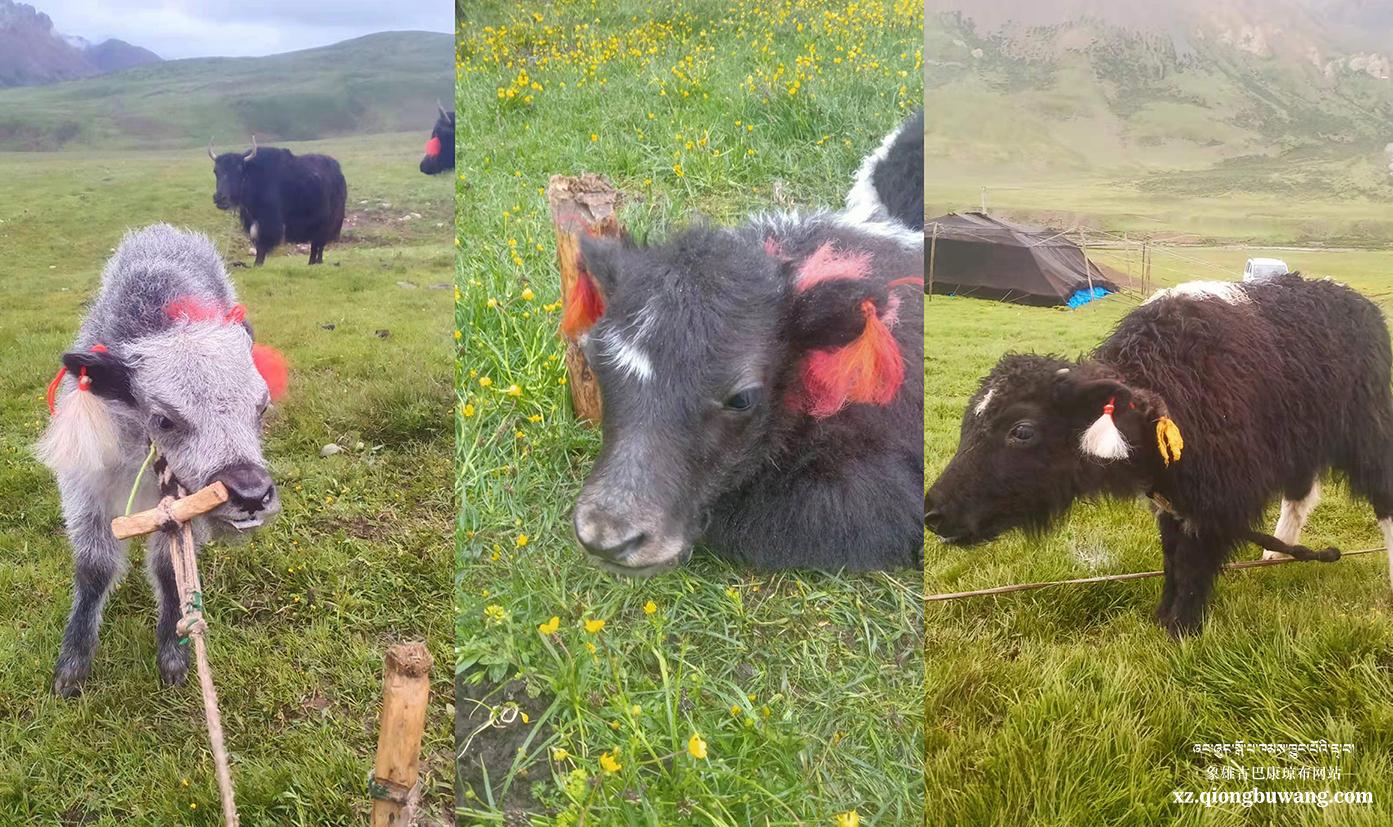 1625452301941476.jpg 1625452301941476.jpg