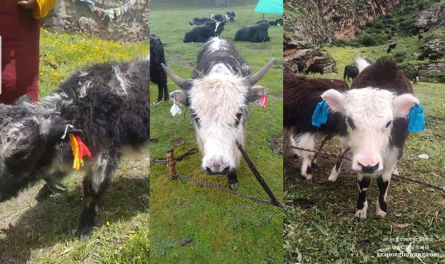 1625452378402413.jpg 1625452378402413.jpg