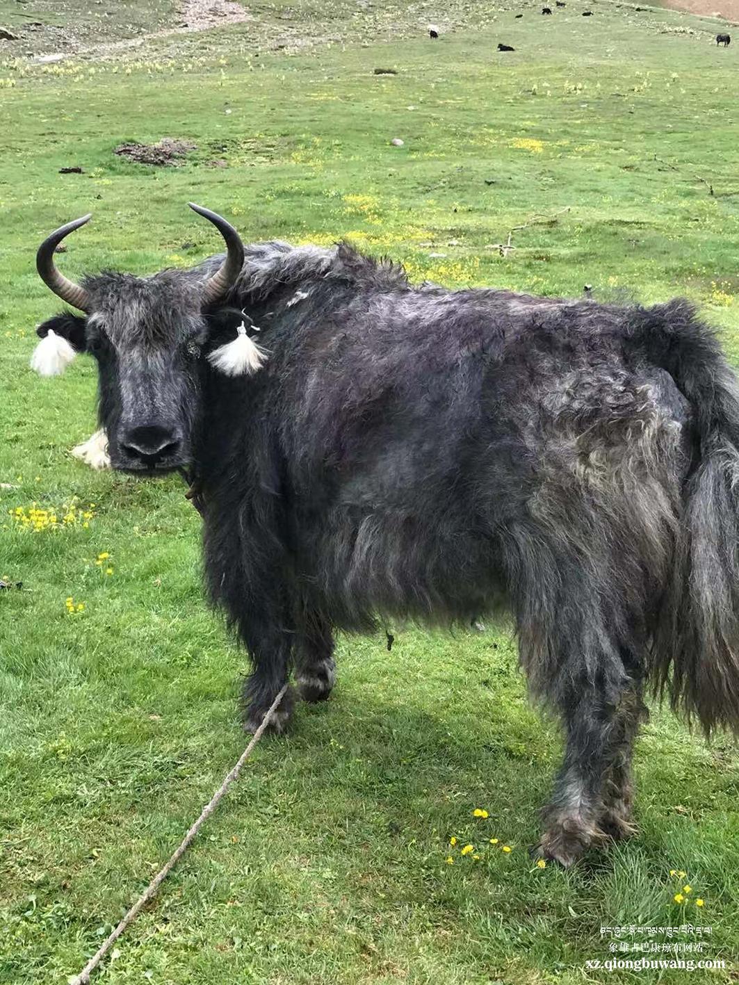 1625452420669705.jpg 1625452420669705.jpg